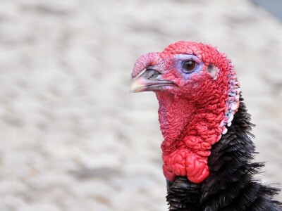 Svih 40 fotografija izbora RuralFoto 2024