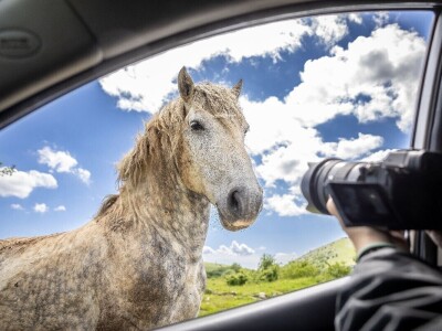 Svih 40 fotografija izbora RuralFoto 2024