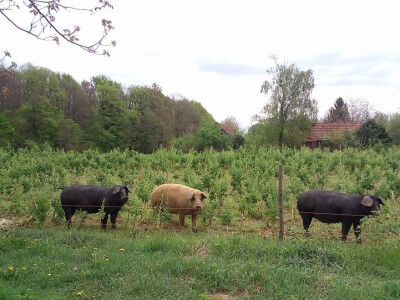 Slavonske fajferice Slavonske fajferice