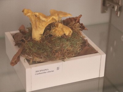 "Svijet gljiva" Vukašina Zekića