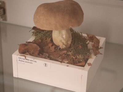 "Svijet gljiva" Vukašina Zekića