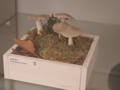 "Svijet gljiva" Vukašina Zekića