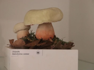 "Svijet gljiva" Vukašina Zekića