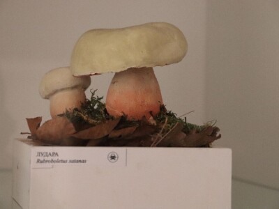 "Svijet gljiva" Vukašina Zekića