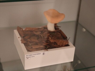 "Svijet gljiva" Vukašina Zekića