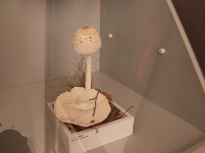 "Svijet gljiva" Vukašina Zekića