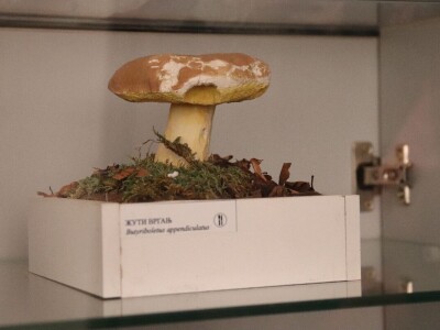 "Svijet gljiva" Vukašina Zekića