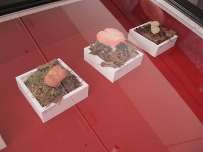 "Svijet gljiva" Vukašina Zekića