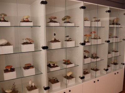 "Svijet gljiva" Vukašina Zekića