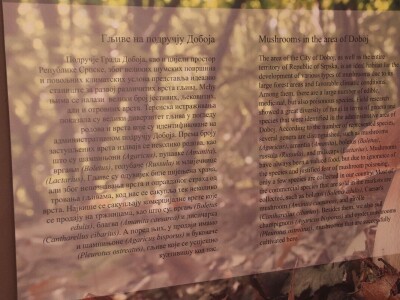 "Svijet gljiva" Vukašina Zekića