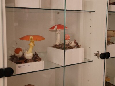 "Svijet gljiva" Vukašina Zekića