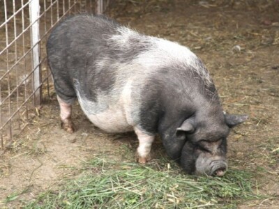 Životinje na salašu