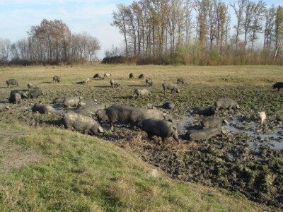 Svinje na gospodarstvu Zvonarević