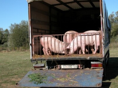 Svinje čekaju kupce na triljskoj Gubavici