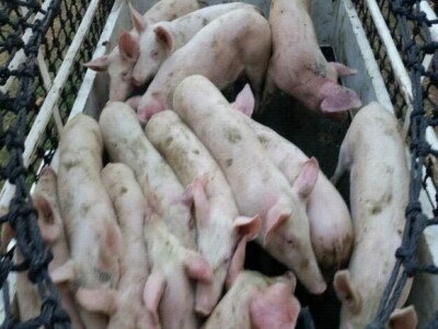 Svinje - detalj farme