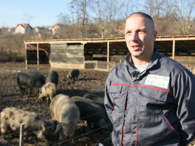 Svinje hrani voćem i povrćem