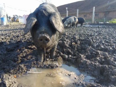 Svinje hrani voćem i povrćem
