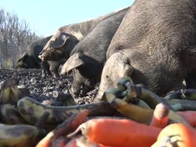 Svinje hrani voćem i povrćem