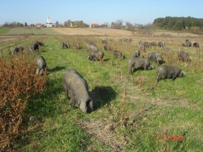 Slobodan život crne svinje