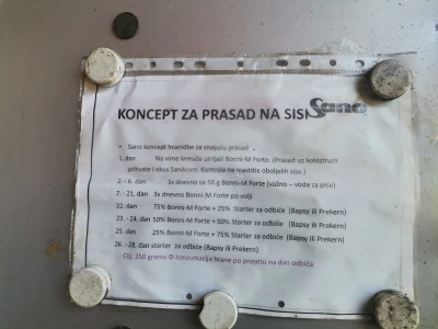 Svinje rokću do "ručka", a podnevnu dremku ne ometa ni lokalni melos