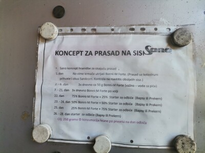 Svinje rokću do "ručka", a podnevnu dremku ne ometa ni lokalni melos