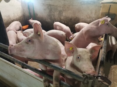 Svinje rokću do "ručka", a podnevnu dremku ne ometa ni lokalni melos