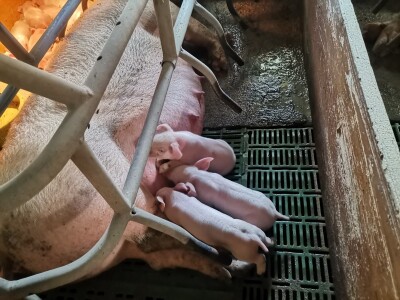 Svinje rokću do "ručka", a podnevnu dremku ne ometa ni lokalni melos