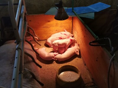 Svinje rokću do "ručka", a podnevnu dremku ne ometa ni lokalni melos