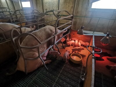 Svinje rokću do "ručka", a podnevnu dremku ne ometa ni lokalni melos