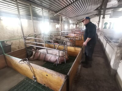 Svinje rokću do "ručka", a podnevnu dremku ne ometa ni lokalni melos