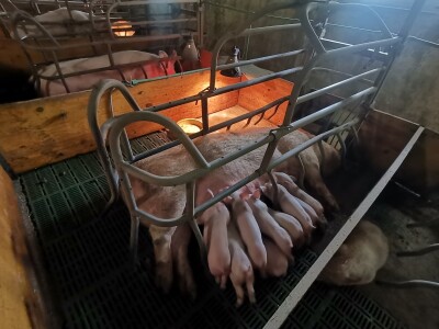 Svinje rokću do "ručka", a podnevnu dremku ne ometa ni lokalni melos