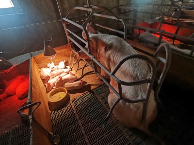 Svinje rokću do "ručka", a podnevnu dremku ne ometa ni lokalni melos