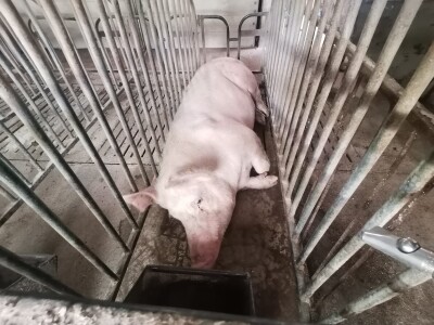 Svinje rokću do "ručka", a podnevnu dremku ne ometa ni lokalni melos