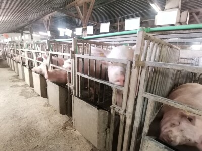 Svinje rokću do "ručka", a podnevnu dremku ne ometa ni lokalni melos