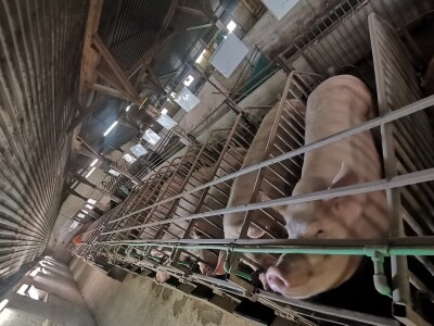 Svinje rokću do "ručka", a podnevnu dremku ne ometa ni lokalni melos