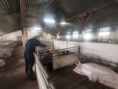 Svinje rokću do "ručka", a podnevnu dremku ne ometa ni lokalni melos