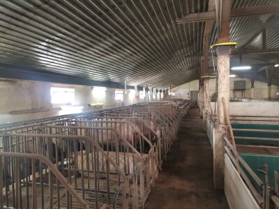 Svinje rokću do "ručka", a podnevnu dremku ne ometa ni lokalni melos