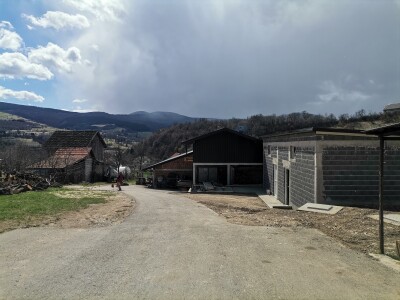 Svinje rokću do "ručka", a podnevnu dremku ne ometa ni lokalni melos