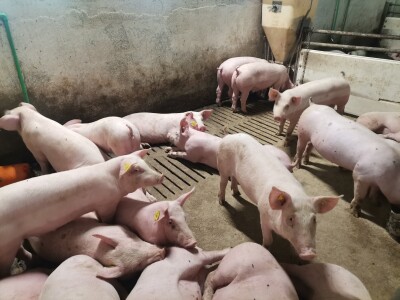 Svinje rokću do "ručka", a podnevnu dremku ne ometa ni lokalni melos