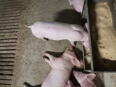 Svinje rokću do "ručka", a podnevnu dremku ne ometa ni lokalni melos