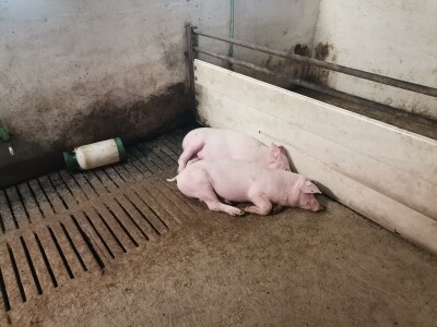 Svinje rokću do "ručka", a podnevnu dremku ne ometa ni lokalni melos