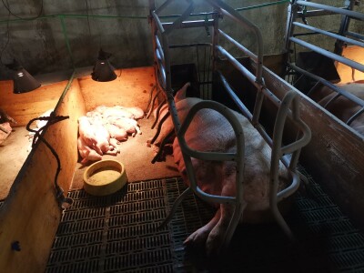 Svinje rokću do "ručka", a podnevnu dremku ne ometa ni lokalni melos