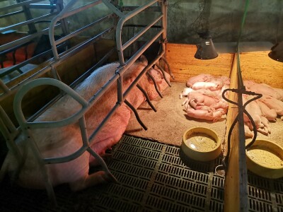 Svinje rokću do "ručka", a podnevnu dremku ne ometa ni lokalni melos