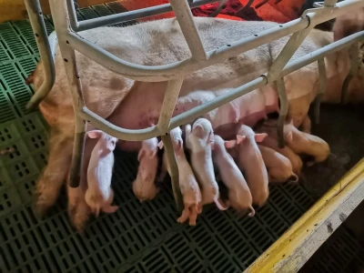 Svinje rokću do "ručka", a podnevnu dremku ne ometa ni lokalni melos