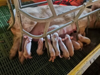 Svinje rokću do "ručka", a podnevnu dremku ne ometa ni lokalni melos