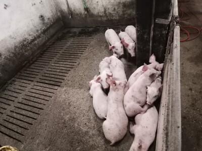 Svinje rokću do "ručka", a podnevnu dremku ne ometa ni lokalni melos