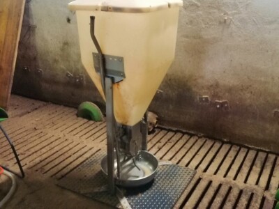 Svinje rokću do "ručka", a podnevnu dremku ne ometa ni lokalni melos