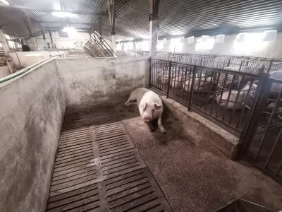 Svinje rokću do "ručka", a podnevnu dremku ne ometa ni lokalni melos