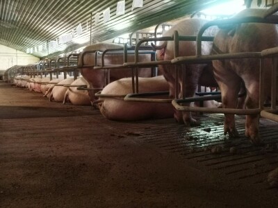 Svinje rokću do "ručka", a podnevnu dremku ne ometa ni lokalni melos