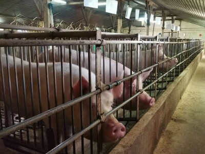 Svinje rokću do "ručka", a podnevnu dremku ne ometa ni lokalni melos